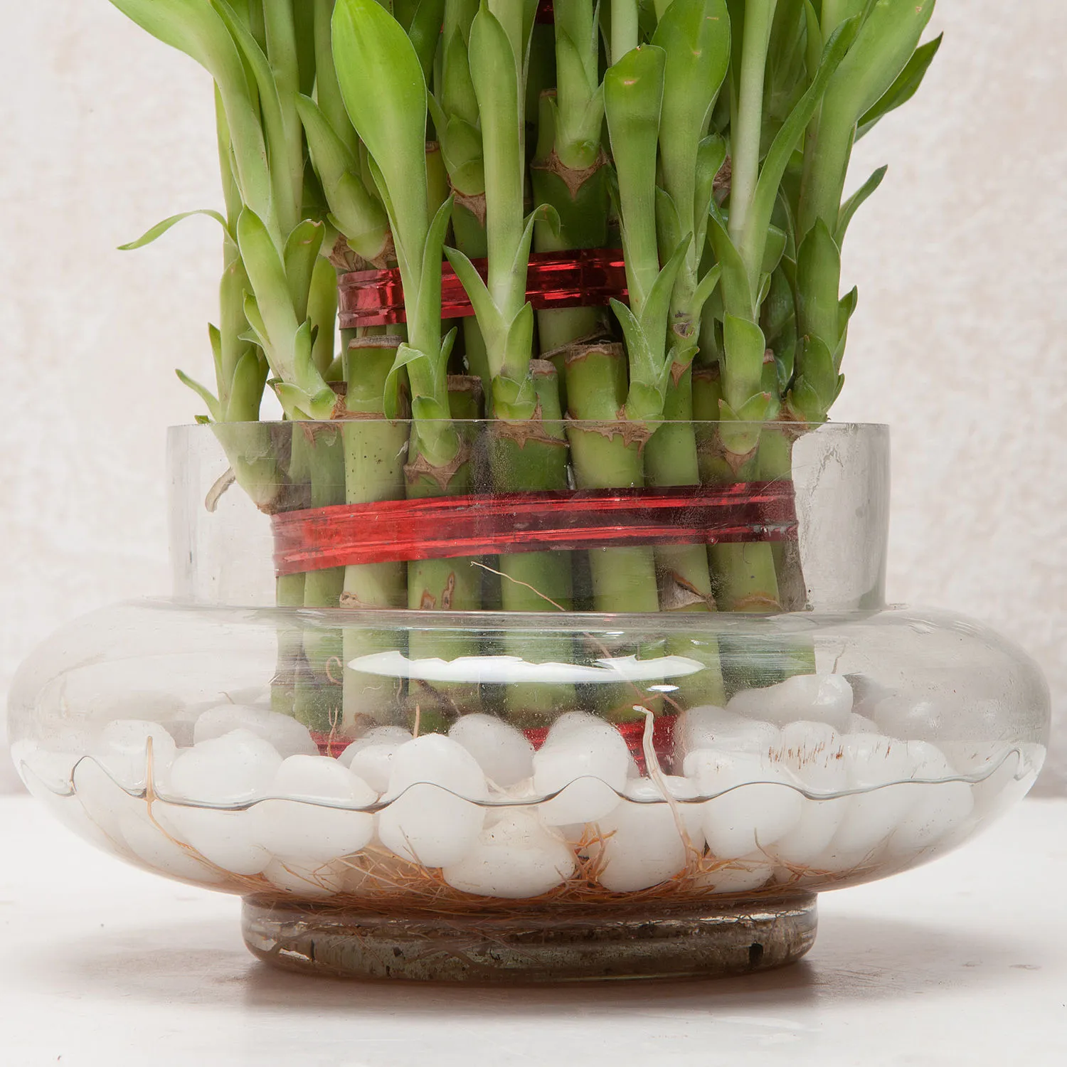 Three Layer Lucky Bamboo Good Luck Terrarium